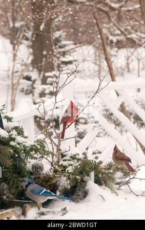 Male and female Cardinals  and Blue Jay  in winter snow Stock Photo