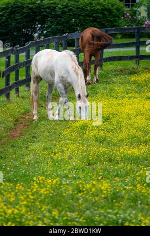 Horses in a field of buttercups in Poolesville Maryland MD horse farm Stock Photo