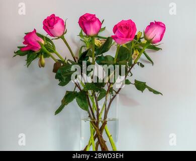 Bouquet of pink roses in the glass vase on the white background. Stock Photo