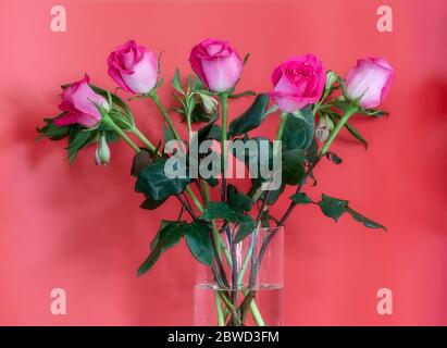 Bouquet of pink roses in the glass vase on the red background. Stock Photo