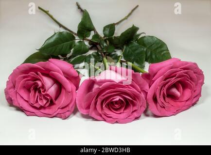 Three pink roses isolated on white background closeup. Stock Photo