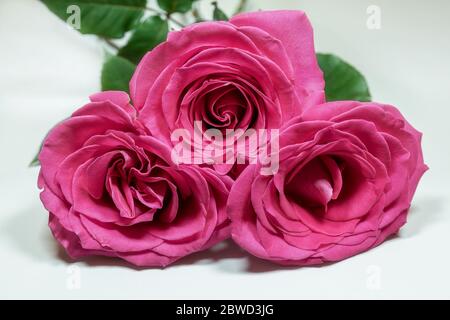 Three pink roses isolated on white background closeup. Stock Photo