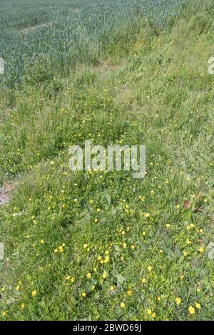 Patch of seasonal UK wild flowers - Buttercups / Ranunculus repens in field. Concept overtaken by weeds, overgrown by buttercups, summer meadow. Stock Photo