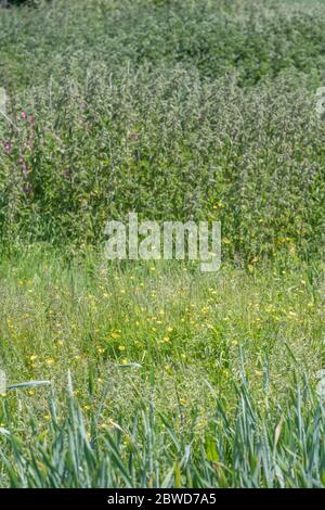 Patch of seasonal UK wild flowers - Buttercups / Ranunculus repens in field. Concept overtaken by weeds, overgrown by buttercups, summer meadow. Stock Photo