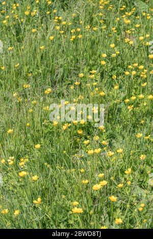 Patch of seasonal UK wild flowers - Buttercups / Ranunculus repens in field. Concept overtaken by weeds, overgrown by buttercups, summer meadow. Stock Photo