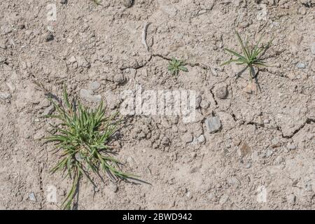 Parched and cracked dry soil in a cropped field with weeds struggling in the harsh conditions. For hanging on to life, drought in UK, water shortages. Stock Photo