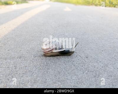 snail on asphalt with unfocused background Stock Photo