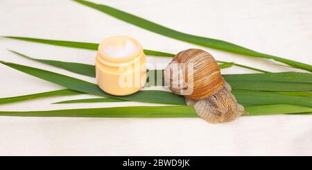 moisturizing and anti-aging cream. yellow jar with a snail and green grass leaves on a white background, snail mucin cosmetics. Stock Photo