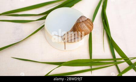 moisturizing and anti-aging cream. round white jar with snail and leaves of green grass on a white background close-up, snail mucin cosmetics Stock Photo