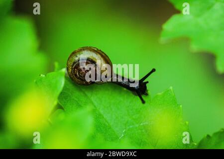 Close up wet snail on the green leaf with yellow bokeh  Stock Photo