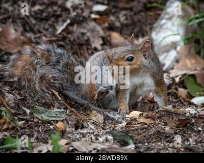 Free gray squirrel in a city park, small rodent Stock Photo
