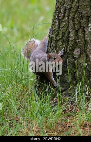 Gray squirrel at the foot of a tree in a wood Stock Photo