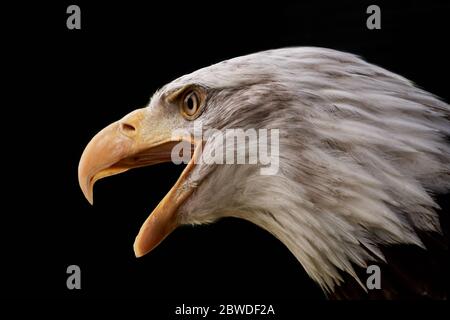 Threatening bald eagle (Haliaeetus leucocephalus) isolated on black background Stock Photo