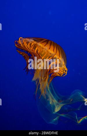 Pacific sea nettle jellyfish copy space Stock Photo