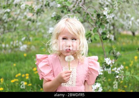 A cute little blond girl is playing outside and blowing dandelion seeds while under the white flowering apple tree blossoms on a spring day. Stock Photo