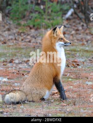 Red fox animal close-up profile side view in the forest with trees background  sitting and looking to the right with full body and bushy tail. Stock Photo