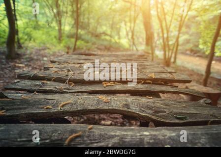 Vintage old weathered table top in forest Stock Photo