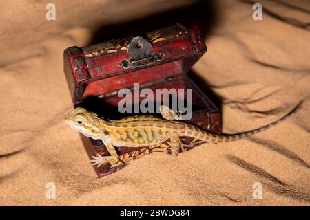 pogona vitticeps lizard. Australian bearded dragon lizard. Agama lizard lies in an open treasure chest on a sand background. close-up, exotic reptiles. Leatherback Translucent het Hypo Morph. Stock Photo