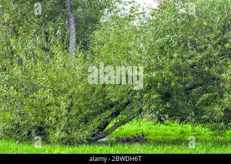 Lush crown of willow tree. Willow tree branches with young green leaves as nature background. Salix fragilis foliage wall Stock Photo