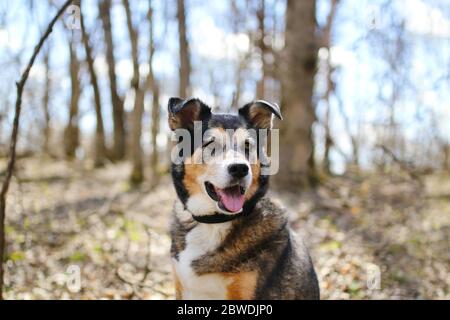 A beautiful old, German Shepherd - Border Collie Mix breed dog is sitting outside in the deciduous forest, listening with his ears perked up. Stock Photo