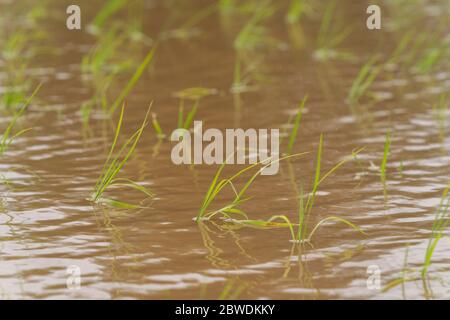 Rice field after rice planting in May, Isehara City, Kanagawa Prefecture, Japan Stock Photo