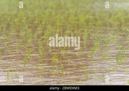 Rice field after rice planting in May, Isehara City, Kanagawa Prefecture, Japan Stock Photo