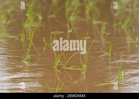 Rice field after rice planting in May, Isehara City, Kanagawa Prefrecture, Japan Stock Photo