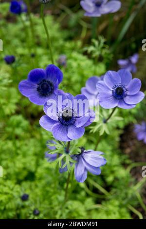 Purple blue anemone flowers, anemone coronaria blue poppy.  Pretty anemone perennial flowers in the garden in the spring. Stock Photo