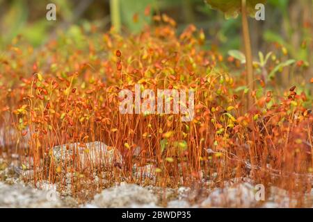Funartia hygrometrica, the bonifire moss or common cord moss Stock Photo