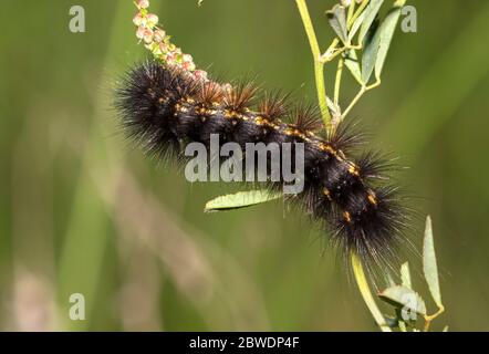 The salt marsh moth (Estigmene acrea) caterpillar close up Stock Photo