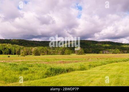 A grassy field in front of a forest with mountains in the background under bright white clouds on a summer day in Warren County, Pennsylvania, USA Stock Photo