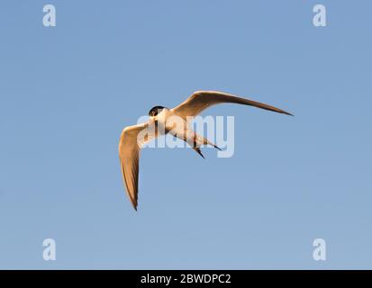 Forster's Terns (Terna forsteri) soaring in the blue sky and looking for fish, Galveston, Texas Stock Photo