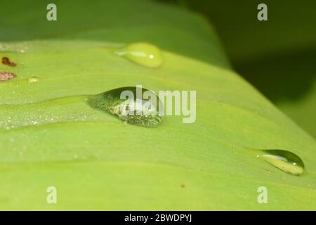 Morning dew globules on green leaf in nature Stock Photo
