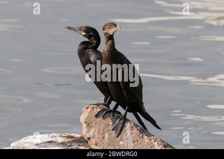 The couple of  double-crested cormorants sitting on the rock, Galveston Pier 21, Texas, USA Stock Photo