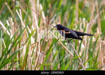 A male Red-Winged Blackbird perched on plant stalk in a marsh in Calgary, Canada. These birds are common in North America and the male has all-black p Stock Photo