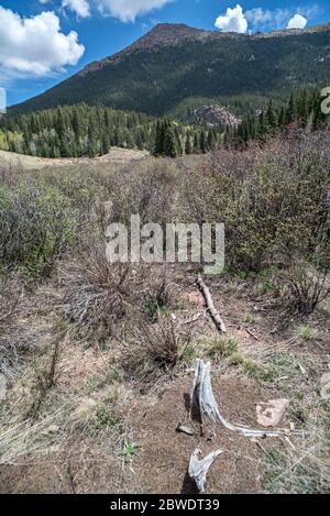 Vertical Landscape on a Tree Stump, Meadow, and Distant Mountain with Deep Depth of Focus, Horsethief Park, Pike National Forest, Divide, Colroado Stock Photo