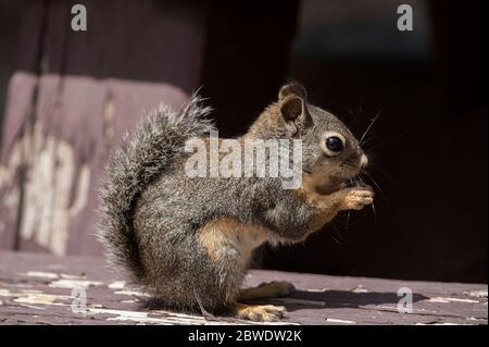 A Douglas' Squirrel (Tamiasciurus douglasii) eats a morsel on a picnic table seat in the Deschutes National Forest, Oregon Stock Photo