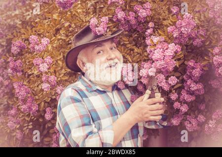 Senior man gardening in garden. Gardening - Grandfather gardener in sunny garden planting roses. Hipster farmer relaxing at nature background. Stock Photo
