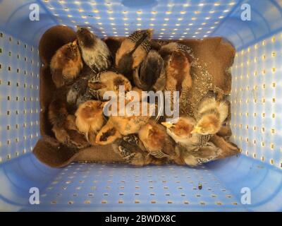 Little baby chicks brown in nest. Close up brown chicks in nest on a farm. Group of brown little chicks in nest on a farm. Keeping and Feeding chicks Stock Photo