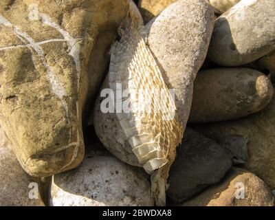 Snake slough on stone background, snake skin. Closeup of Snakeskin in nature in summer. Dry skin of snake on rocky surface.Natural skin texture.Animal Stock Photo