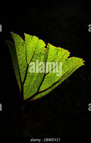 Large green leaf in the understory of the lush cloudforest in La Amistad national park, Chiriqui province, Republic of Panama. Stock Photo