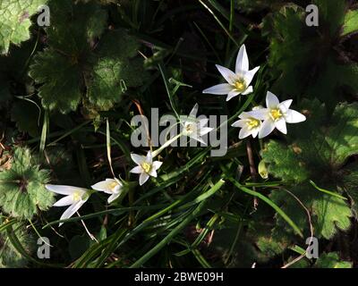 Allium ursinum, known as wild garlic, ramsons, buckrams, broad-leaved garlic, wood garlic, bear leek or bear's garlic. Wild Garlic Flower in spring on Stock Photo