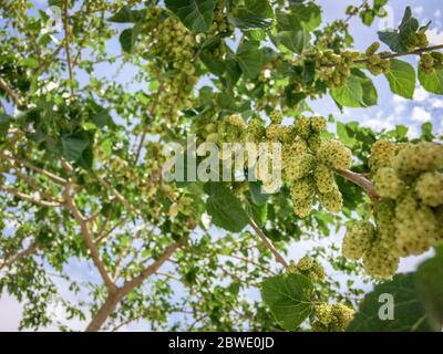 White Mulberries on branch tree (Morus alba) during may in a garden in Iran.Unripe and ripe  white mulberry on branches with blue sky background.  Bun Stock Photo