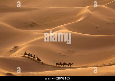 Camel procession in the desert in Merzouga, Morocco Stock Photo