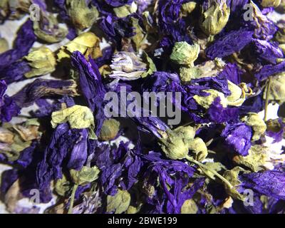 Close up of  Organic Blue Mallow Flowers background. Malva sylvestris. Stock Photo