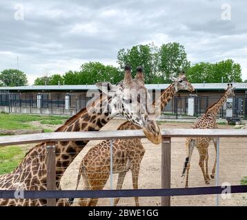 Ann Arbor, Michigan, USA, June 21, 2019: Three giraffe in zoo. Animals in captivity. Animalsin the zoo. Cute giraffe. Stock Photo