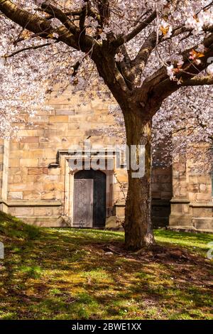 Saint Marys parish church Mold with spring blossom Stock Photo