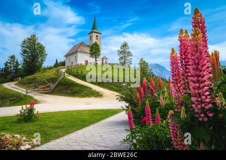 Amazing alpine rural landscape with lupine flowers, grazing cows and traditional cute chapel on the hill, Sveti Duh church, Kamnik Savinja Alps, Slove Stock Photo