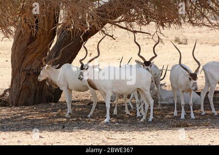 white antelope, Addax nasomaculatus, in the shade of an Acacia tree in the desert Stock Photo