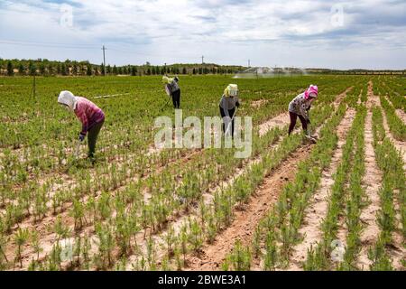 (200601) -- SHENMU, June 1, 2020 (Xinhua) -- Villagers weed a field at Gechougou Village, Shenmu County of northwest China's Shaanxi Province, May 29, 2020. In 2003, Zhang Yinglong resigned his work and returned to his hometown Shenmu County, which located in an isolated desert. He contracted a land of 192,000 Mu (about 12,800 hectares) and made up his mind to plant trees and control sands here. Over the 17 years, Zhang has contracted accumulated 428,000 Mu (about 28,533 hectares) of lands and developed ecological planting and livestock raising industries that can lead the local villagers to i Stock Photo